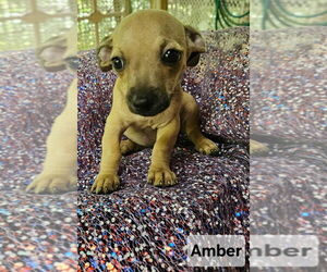 Chiweenie Dogs for adoption in Ellijay, GA, USA