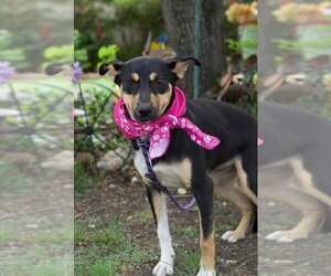 English Shepherd-Labrador Retriever Mix Dogs for adoption in Brewster, NY, USA
