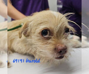 Mutt Dogs for adoption in Chico, CA, USA