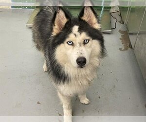 Alaskan Malamute Dogs for adoption in Waco, TX, USA