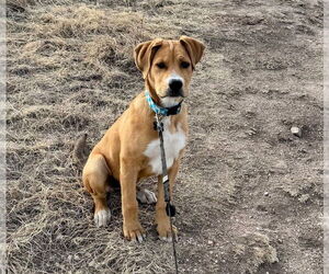 Labrador Retriever-Unknown Mix Dogs for adoption in Lakewood, CO, USA
