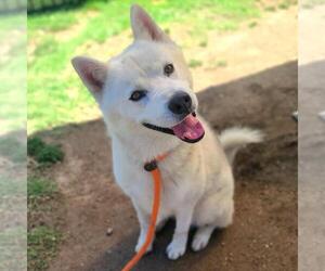 Siberian Husky-Unknown Mix Dogs for adoption in Long Beach, CA, USA