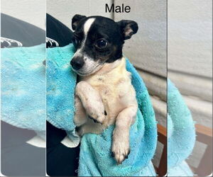Chihuahua-Unknown Mix Dogs for adoption in Ball Ground, GA, USA
