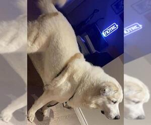Great Pyrenees Dogs for adoption in San Antonio, TX, USA