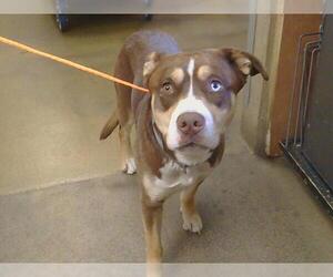 American Pit Bull Terrier-Siberian Husky Mix Dogs for adoption in Sacramento, CA, USA