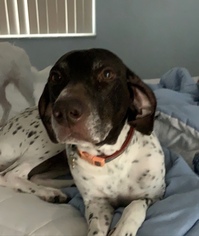German Shorthaired Pointer Dogs for adoption in New Smyrna Beach, FL, USA