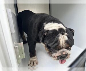 Bulldog Dogs for adoption in Houston, TX, USA