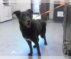 Shepradors Dogs for adoption in Fayetteville, NC, USA
