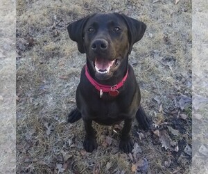German Shorthaired Lab Dogs for adoption in Fargo, ND, USA