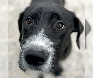 Poodle (Standard)-Unknown Mix Dogs for adoption in Jefferson, WI, USA