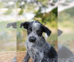 Mutt Dogs for adoption in Sandy, UT, USA