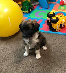 Medium Photo #1 Mutt Puppy For Sale in Gilbertsville, PA, USA