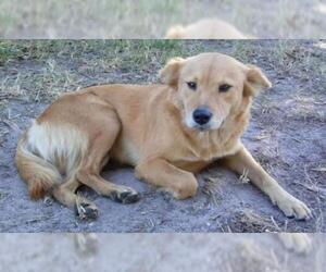 Chow Chow-Golden Retriever Mix Dogs for adoption in Okeechobee, FL, USA
