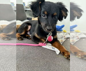 Chihuahua-Colonial Cocker Spaniel Mix Dogs for adoption in Royal Palm Beach, FL, USA