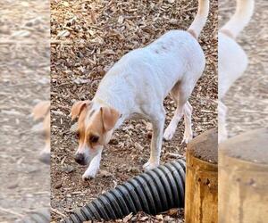 Mutt Dogs for adoption in South Lake Tahoe, CA, USA