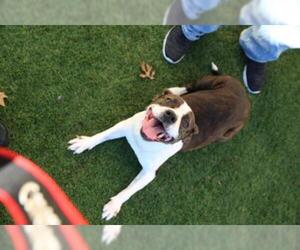 American Boston Bull Terrier Dogs for adoption in Rockwall, TX, USA