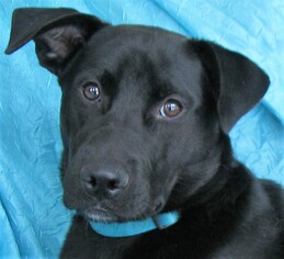 Labrador Retriever Dogs for adoption in Cuba, NY, USA