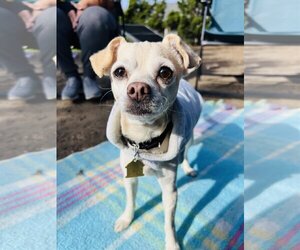 Medium Photo #1 Chihuahua Puppy For Sale in Seal Beach, CA, USA