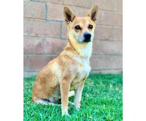 Chi-Corgi Dogs for adoption in San Juan Capistrano, CA, USA