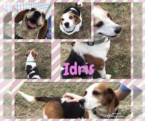 Beagle Dogs for adoption in Pierceton , IN, USA