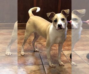 Mutt Dogs for adoption in Amarillo, TX, USA