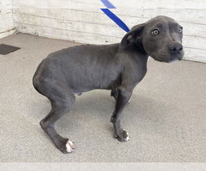 American Pit Bull Terrier-Unknown Mix Dogs for adoption in San Bernardino, CA, USA