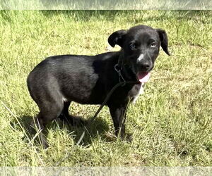 Bulldog-Unknown Mix Dogs for adoption in Tarrytown, GA, USA