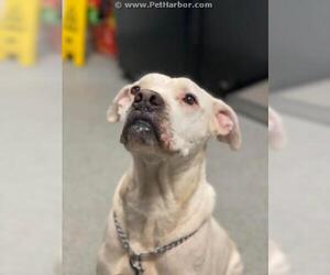 Bulloxer Dogs for adoption in Palmetto, FL, USA