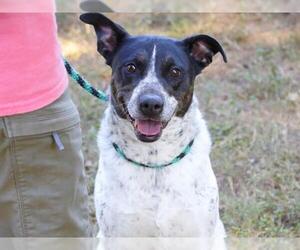 Mutt Dogs for adoption in Tallahassee, FL, USA
