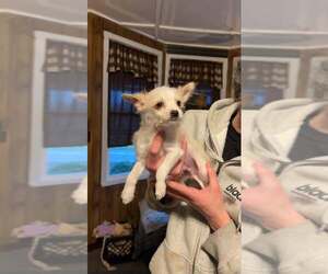 Chihuahua Dogs for adoption in Mechanicsburg, PA, USA