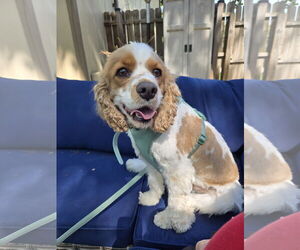 Cavalier King Charles Spaniel Dogs for adoption in Belleuve, NE, USA