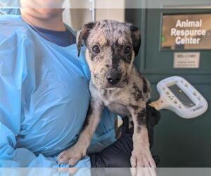 French Bulldog-Unknown Mix Dogs for adoption in Pasadena, CA, USA