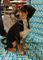 Bluetick Coonhound-Coonhound Mix Dogs for adoption in Baton Rouge, LA, USA