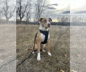 American Pit Bull Terrier-Labrador Retriever Mix Dogs for adoption in Polson, MT, USA