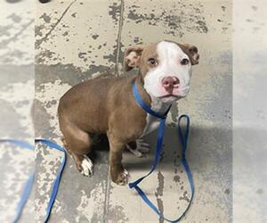 American Pit Bull Terrier-Unknown Mix Dogs for adoption in Tallahassee, FL, USA