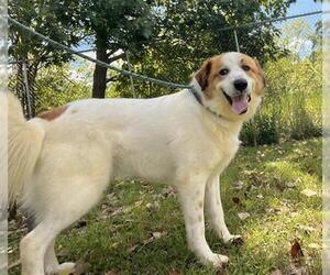 Great Pyrenees Dogs for adoption in Peoria, IL, USA
