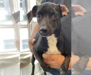 Mutt Dogs for adoption in San Antonio, TX, USA