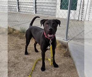 Labrador Retriever-Unknown Mix Dogs for adoption in Las Vegas, NV, USA