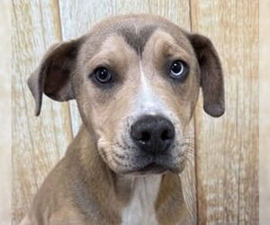 Mutt Dogs for adoption in Canton, CT, USA