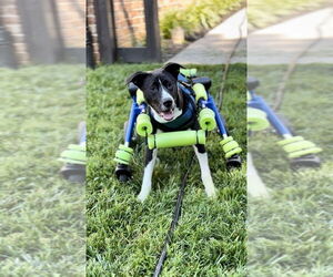 Mutt Dogs for adoption in Mooresville, NC, USA