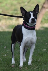 Boston Terrier Dogs for adoption in Mechanicsburg, PA, USA