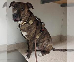 Mutt Dogs for adoption in Bakersfield, CA, USA