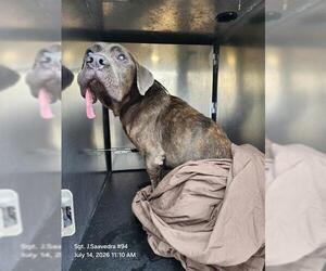 Neapolitan Mastiff-Unknown Mix Dogs for adoption in San Antonio, TX, USA