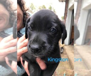 Labrador Retriever Dogs for adoption in Scottsboro, AL, USA