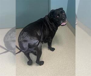 Mutt Dogs for adoption in Newton, NC, USA