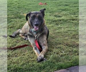 German Shepherd Dog-Unknown Mix Dogs for adoption in Las Vegas, NV, USA