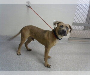 American Pit Bull Terrier-Unknown Mix Dogs for adoption in Pasadena, TX, USA