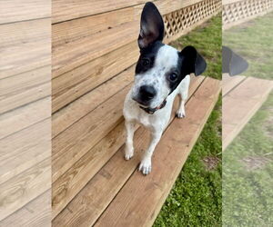 Mutt Dogs for adoption in Greenville, SC, USA