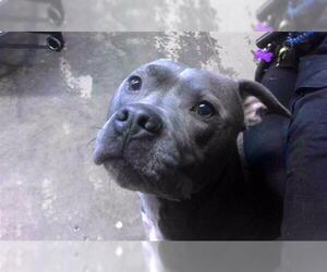American Staffordshire Terrier-Unknown Mix Dogs for adoption in Tallahassee, FL, USA