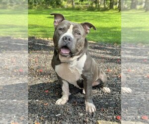 Bullypit Dogs for adoption in Rockaway, NJ, USA